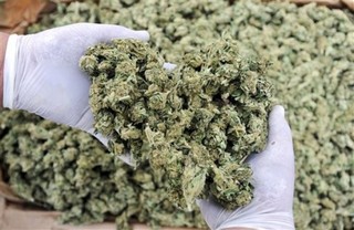 Latin America's Case for Legalizing Marijuana