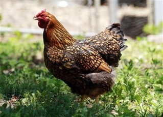Playing Chicken Until the Germans Lose