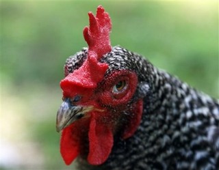 Iran's Big Crisis: The Price of Chicken
