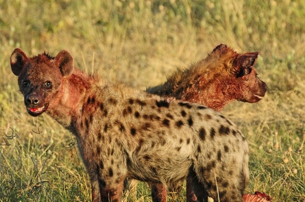1st image of Female Hyena Reproductive System scientists zoo ummmthose male hyenas youre scientists zoo ummmthose male hyenas youre Female Hyena Reproductive System