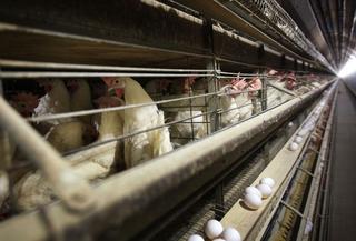Precision Medicine’s Chicken and Egg Problem