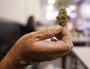Calif. May Vote to Legalize Marijuana
