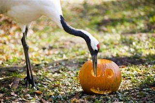 A Halloween Miracle for New Hampshire Kids