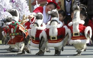 Poor Excuse to Ban the Christmas Party