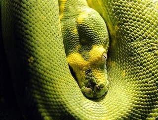 The Old Mormon Adam-God Debate