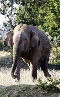 Is General Hannibal Really a Pious Myth?