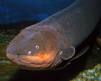electric eel powers christmas tree in japan realclearscience electric eel powers christmas tree in japan realclearscience