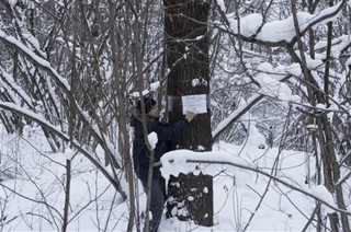 The Origins of 'Jewish Arbor Day'