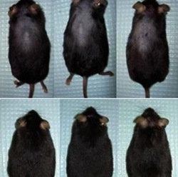 alexander fleming laboratory museum london