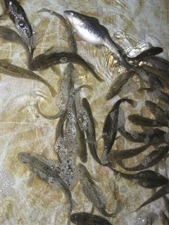 Darwin Pushed to the Margins of US Schools