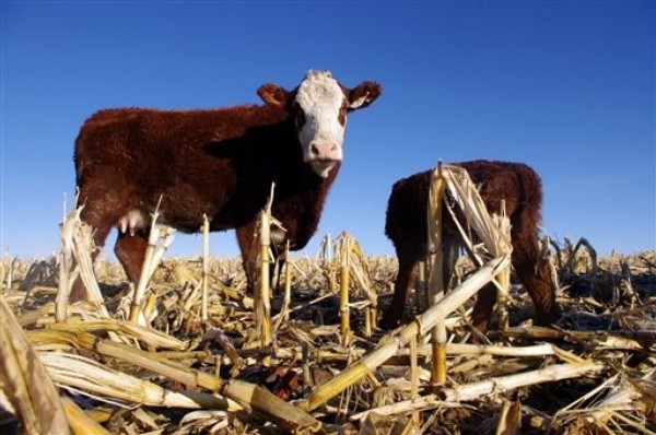 Can the United States Feed China?